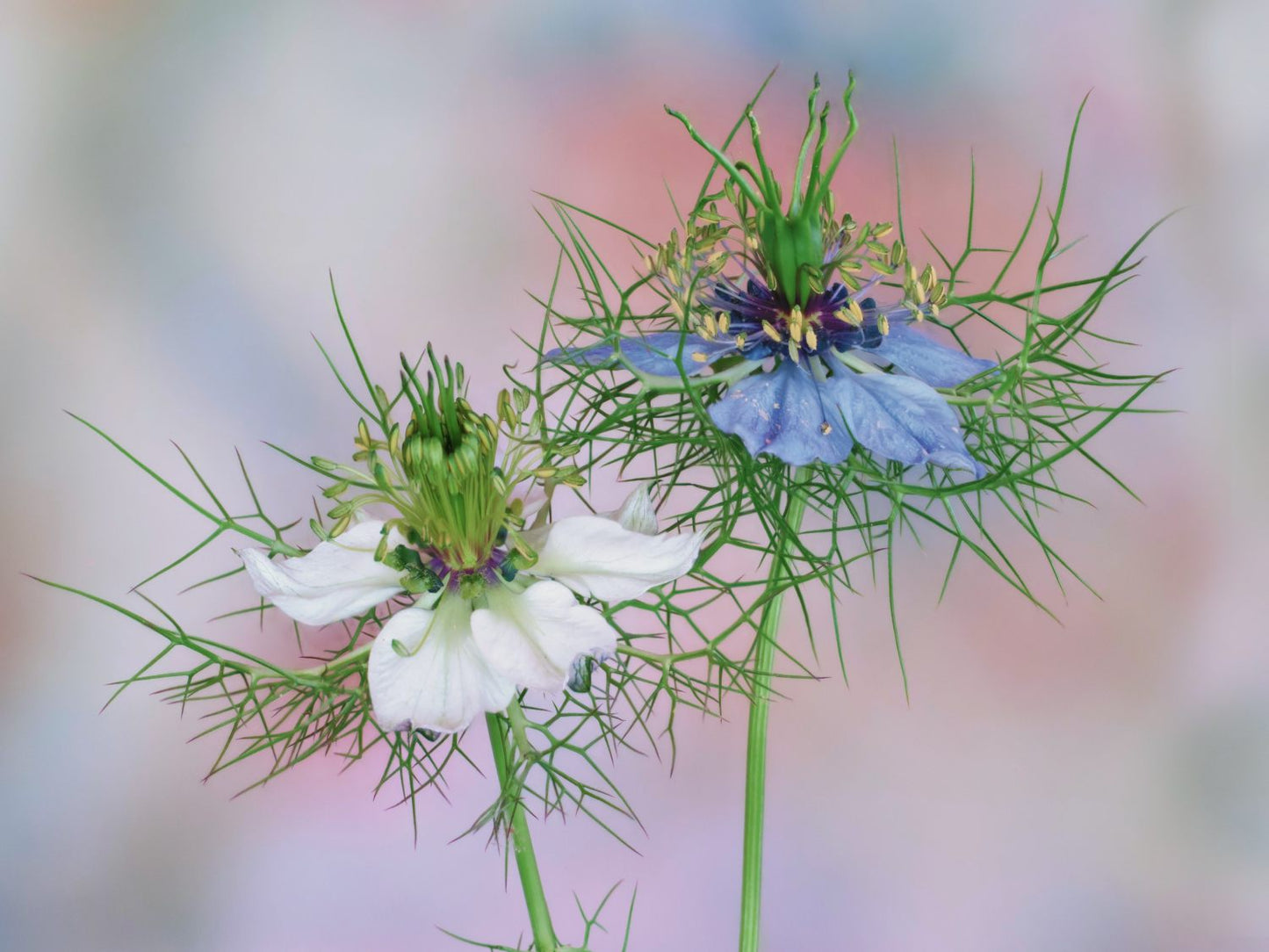 Love-in-a-Mist