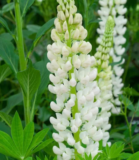Lupine