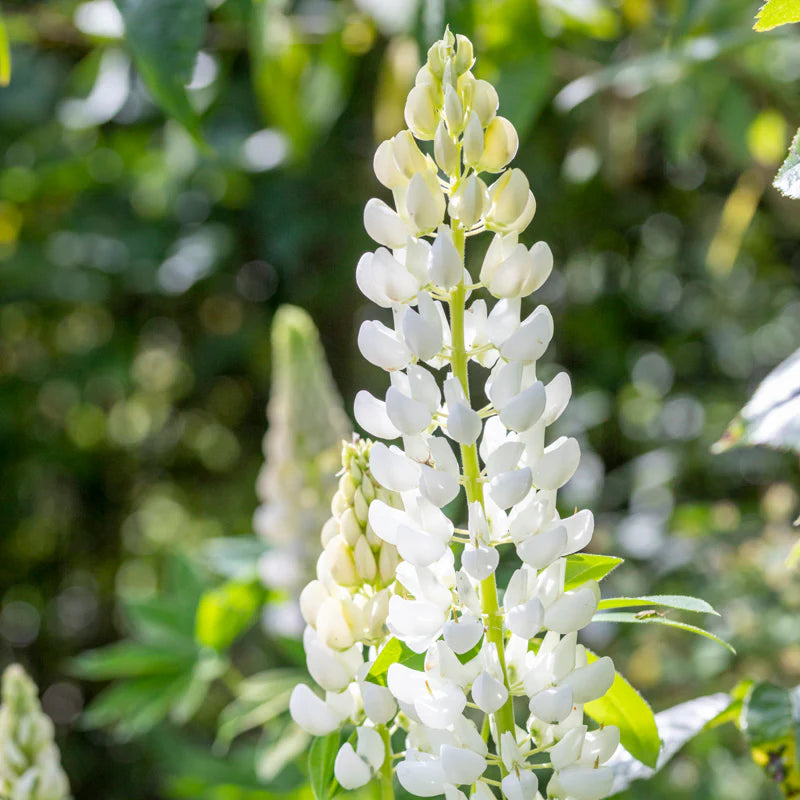 Lupine