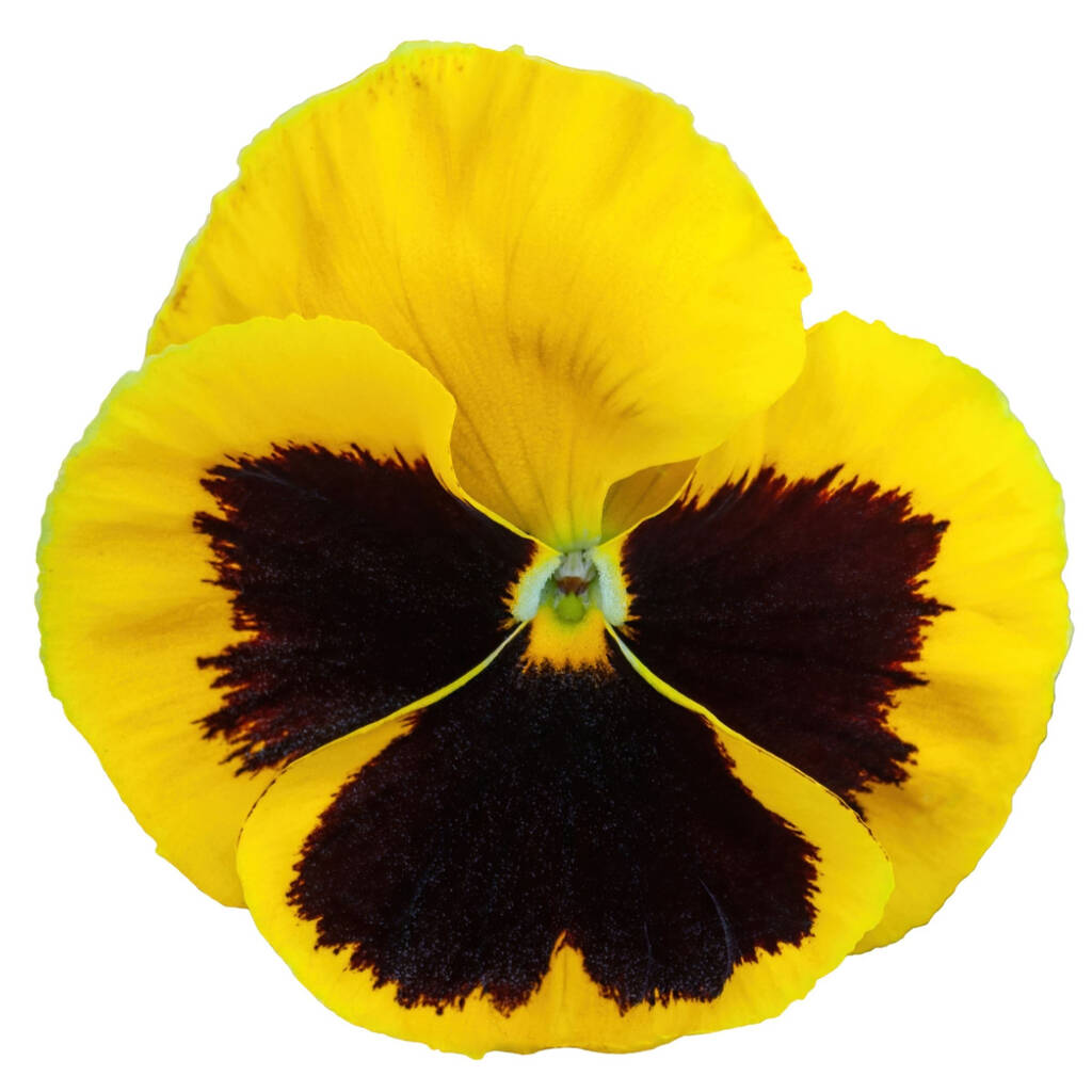 Pansy