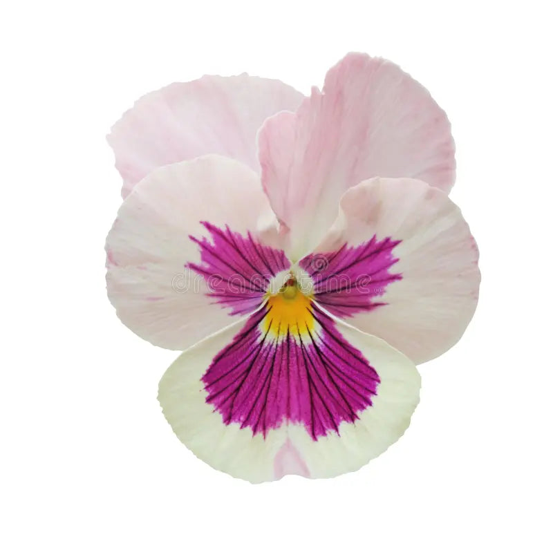 Pansy