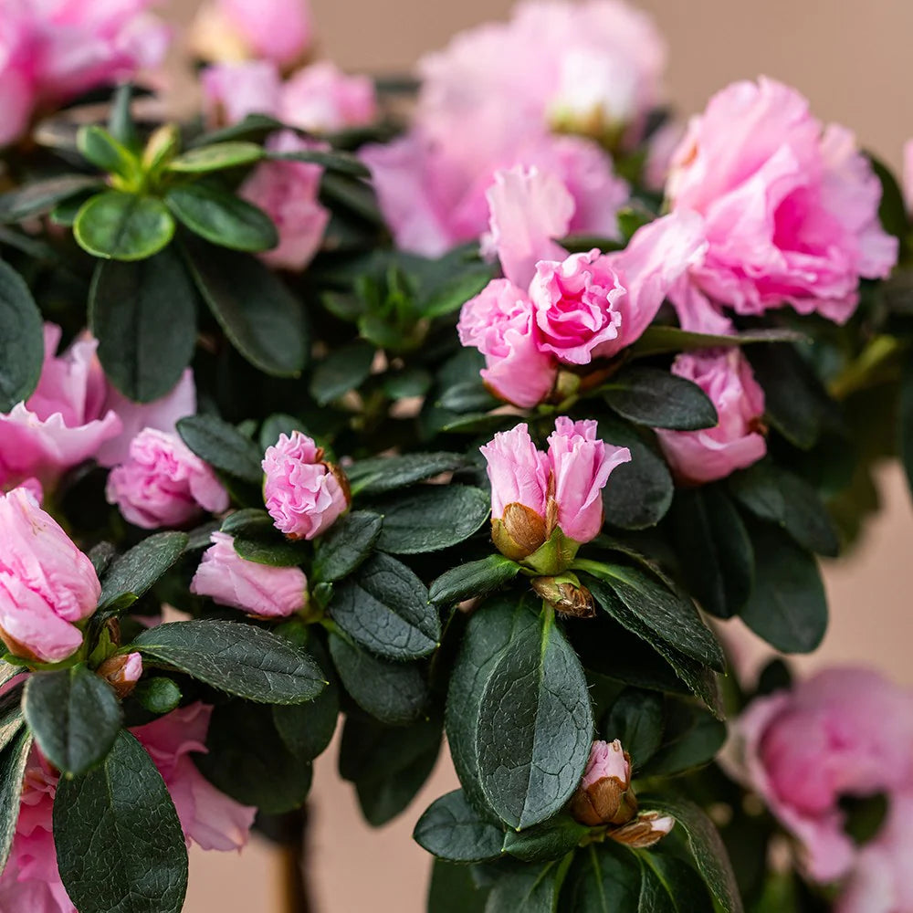 Azalea