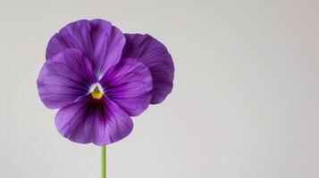 Pansy
