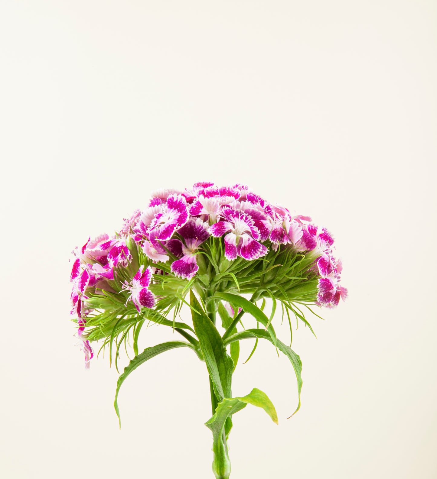 Dianthus