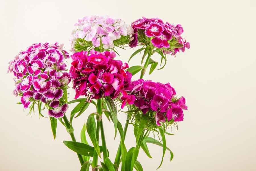 Dianthus