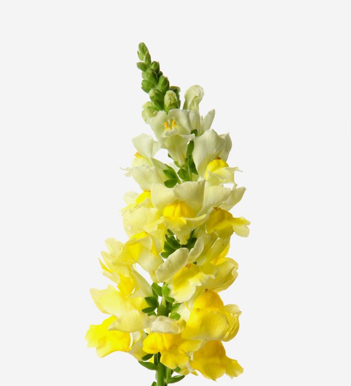 Antirrhinum (Snapdragon)