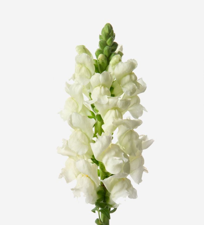 Antirrhinum (Snapdragon)