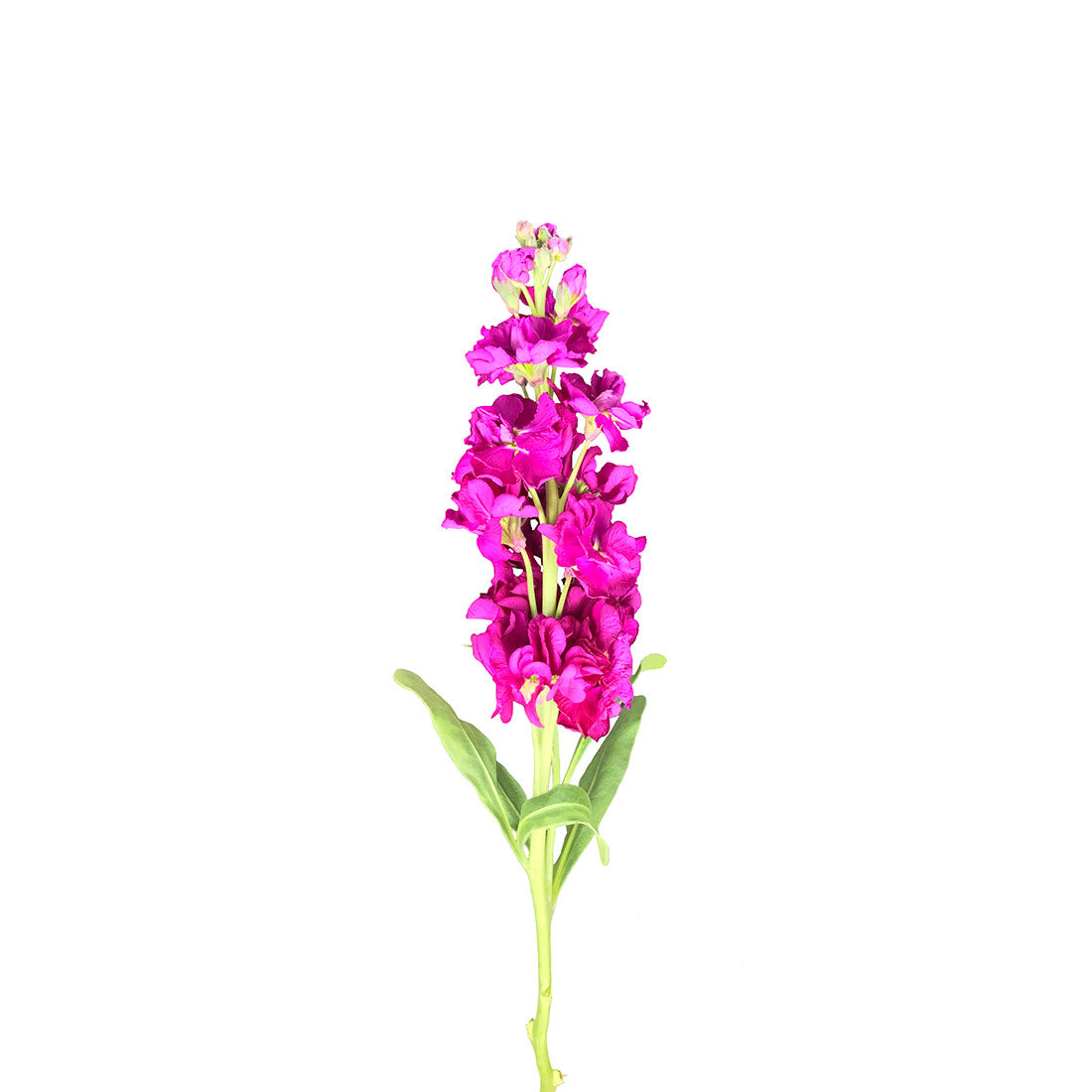 Stock (Matthiola)