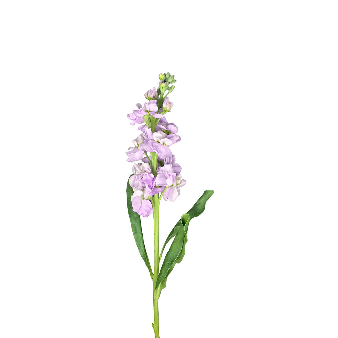 Stock (Matthiola)