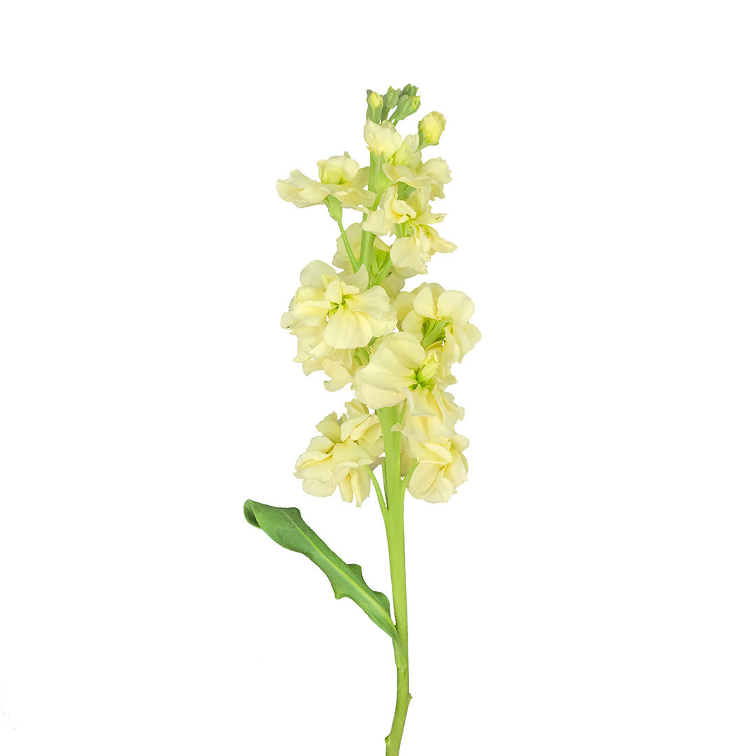 Stock (Matthiola)