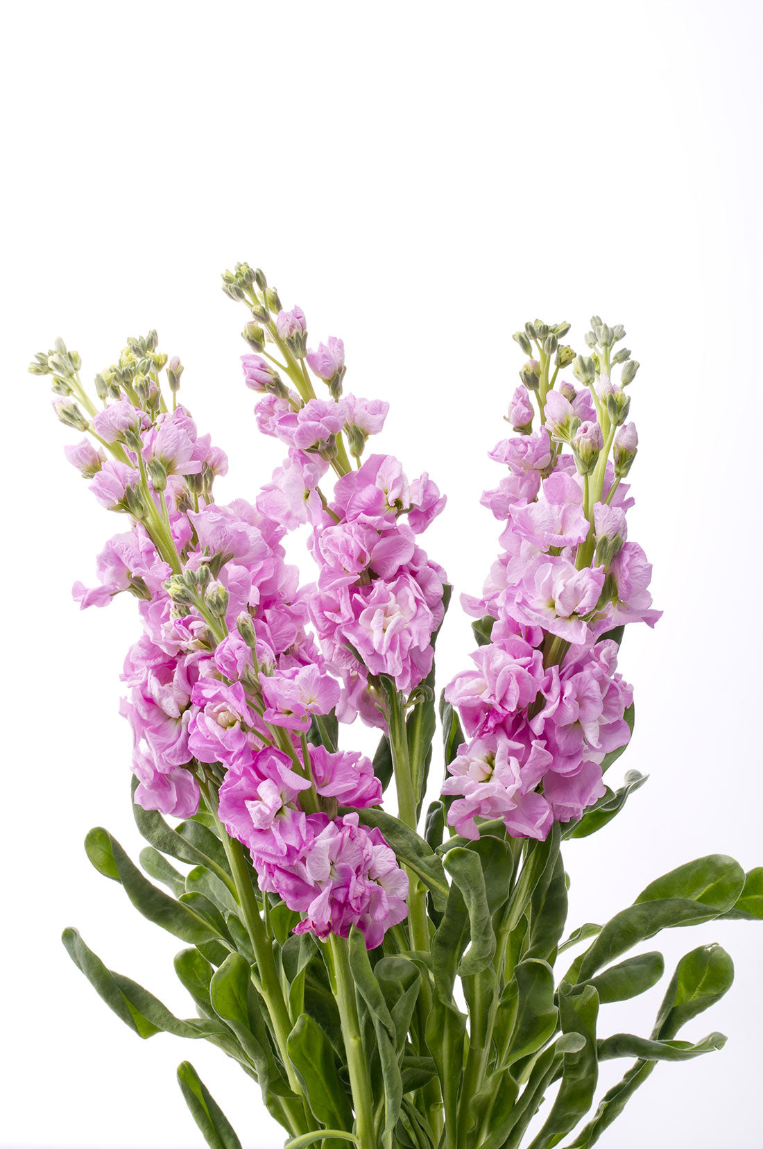 Stock (Matthiola)