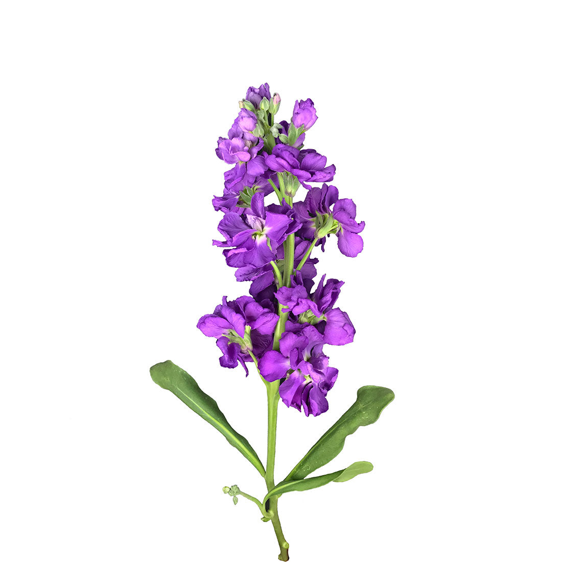 Stock (Matthiola)