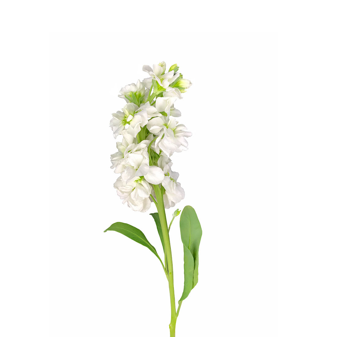Stock (Matthiola)