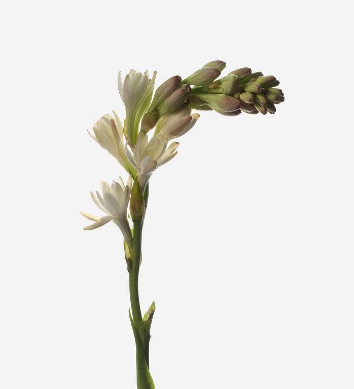 Tuberose Lily