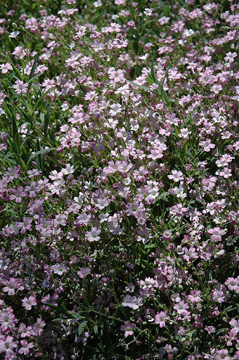 Jasmine (Baby’s Breath)