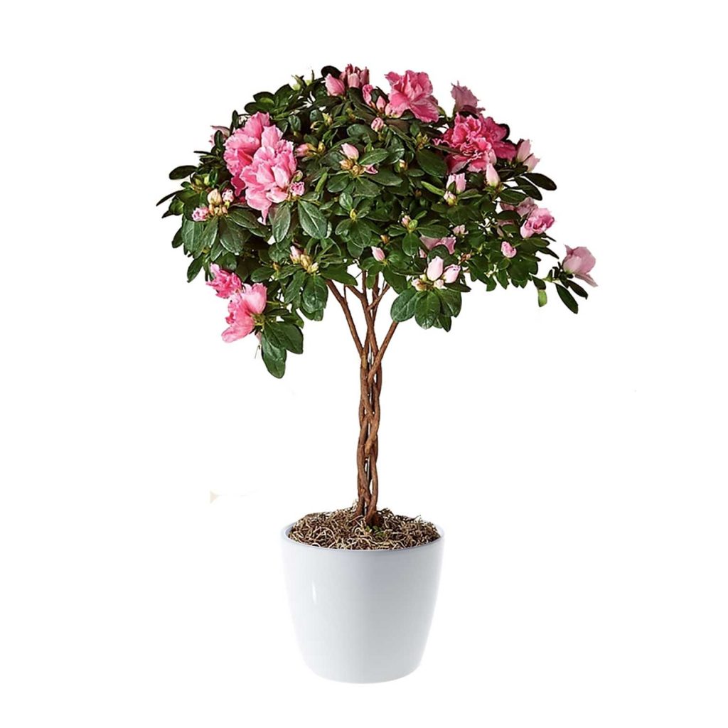 Azalea