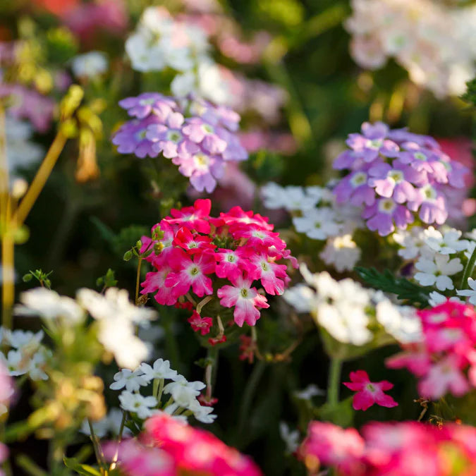 Verbena