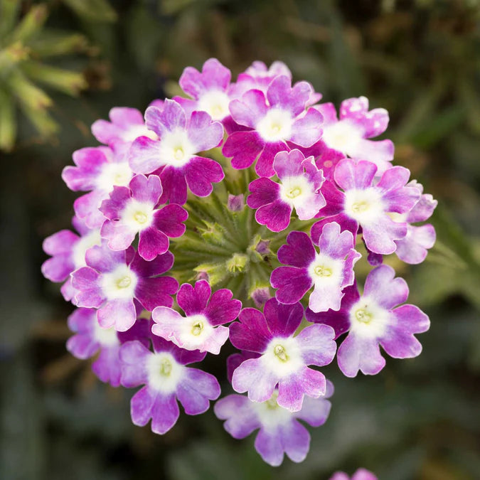 Verbena