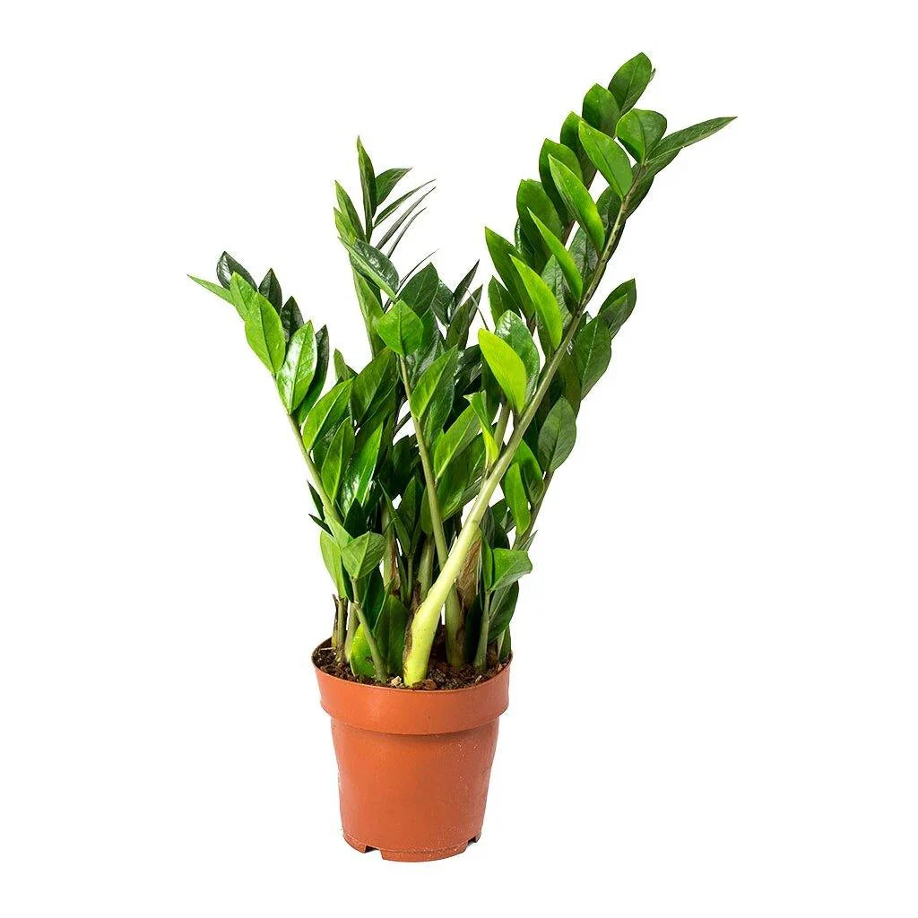 Zamia