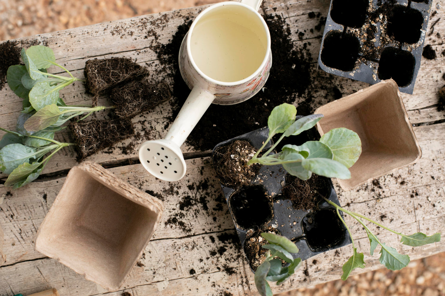 Seeds & young plants