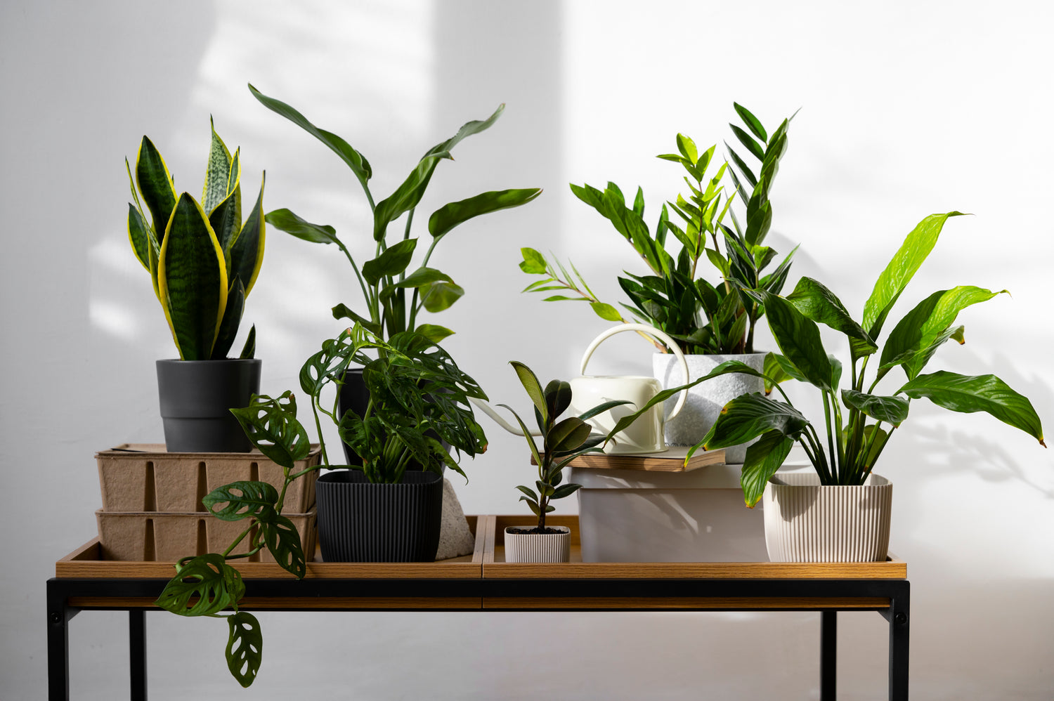 Indoor plants