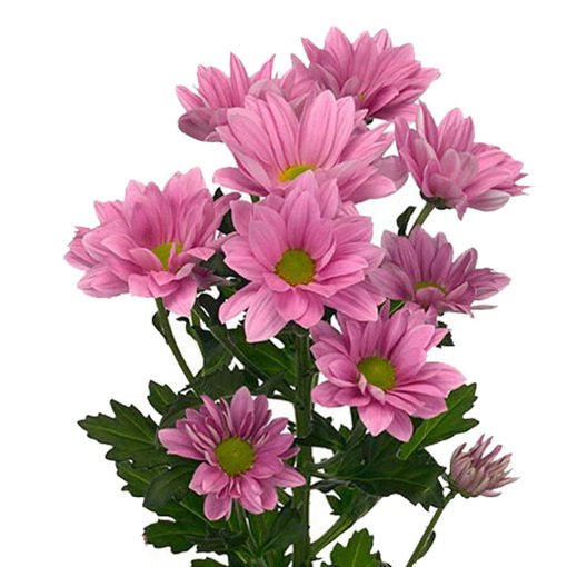 Chrysanthemum