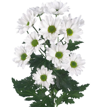 Chrysanthemum