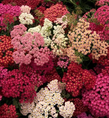 Achillea