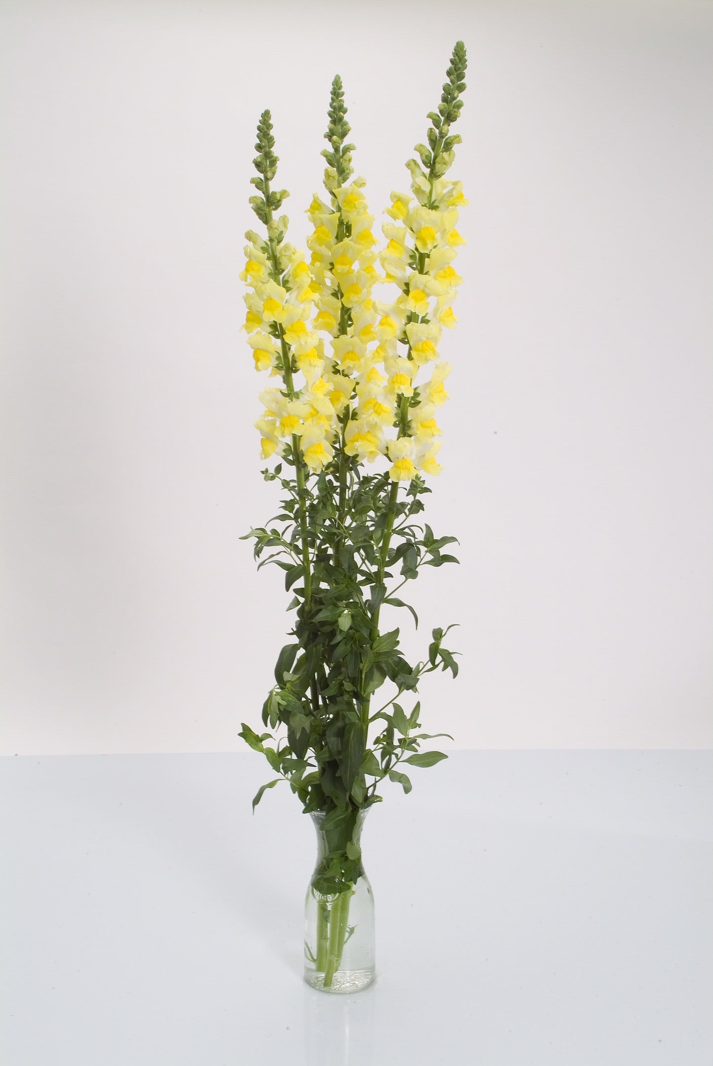 Antirrhinum  (Snapdragon)