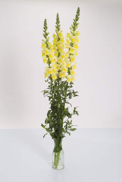 Antirrhinum  (Snapdragon)