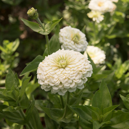 Zinnias