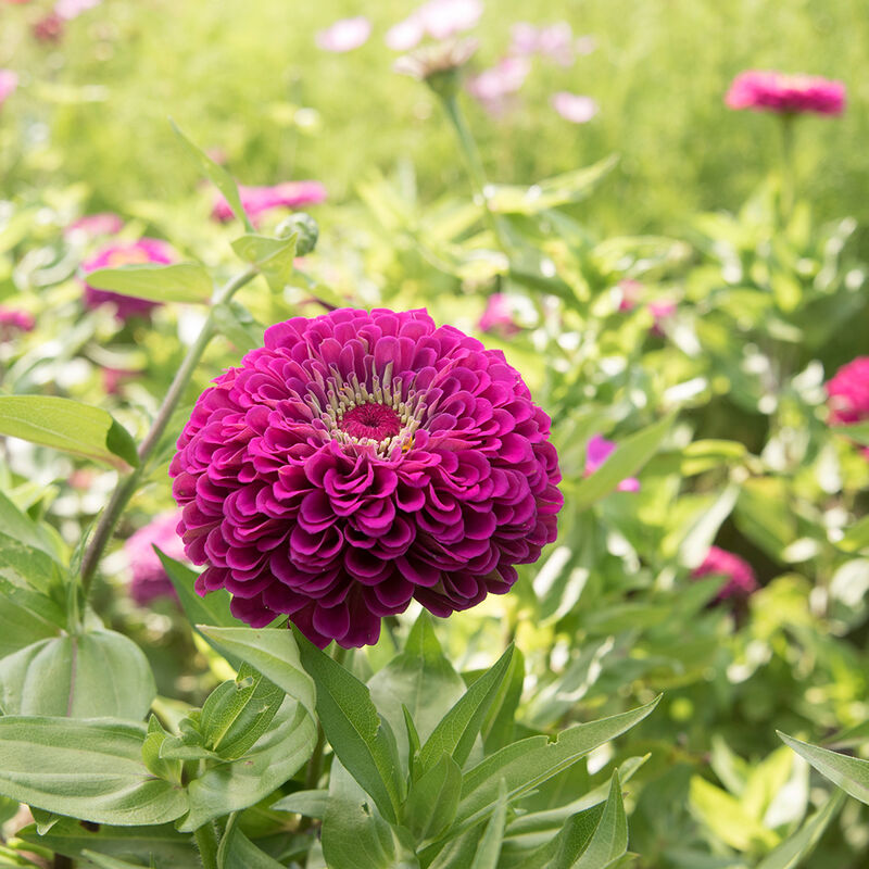 Zinnias