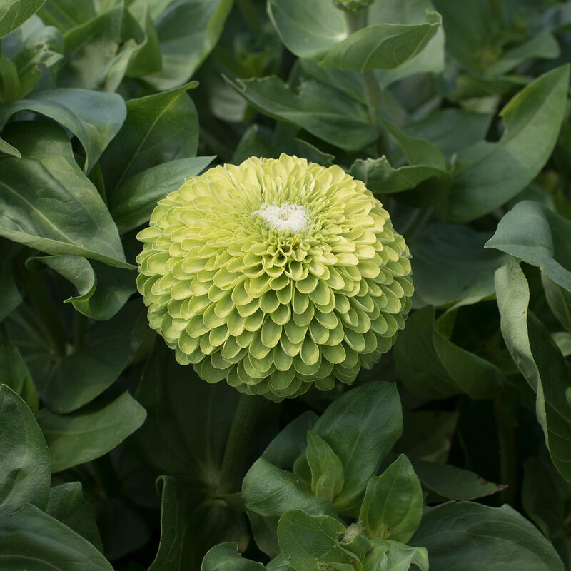 Zinnias