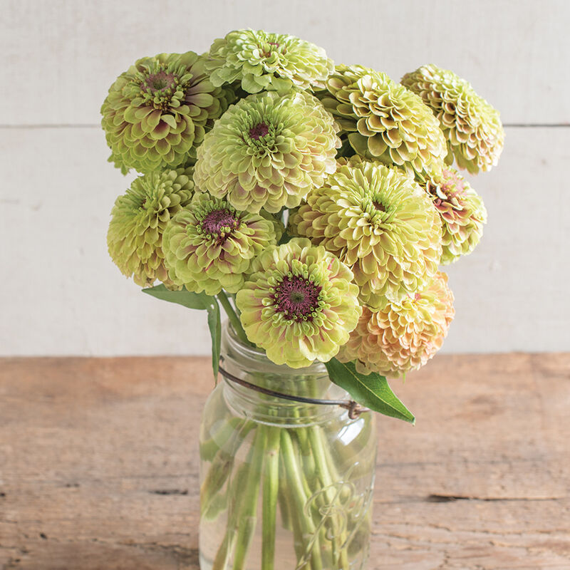 Zinnias