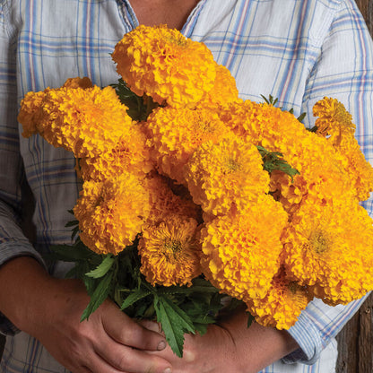 Zinnias