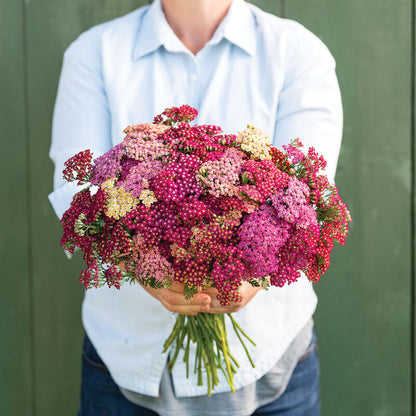 Achillea