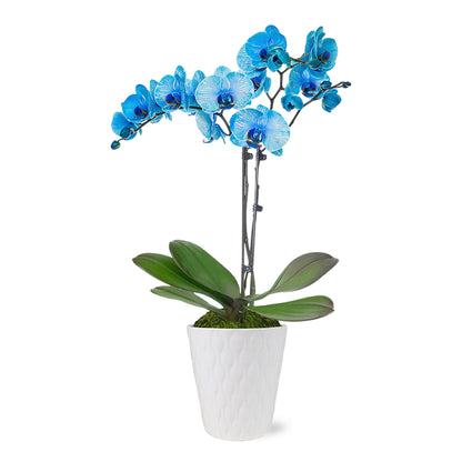 Orchids