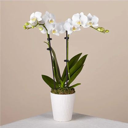 Orchids