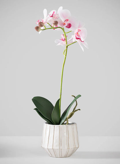 Orchids