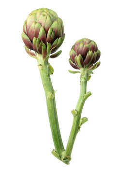 Artichoke