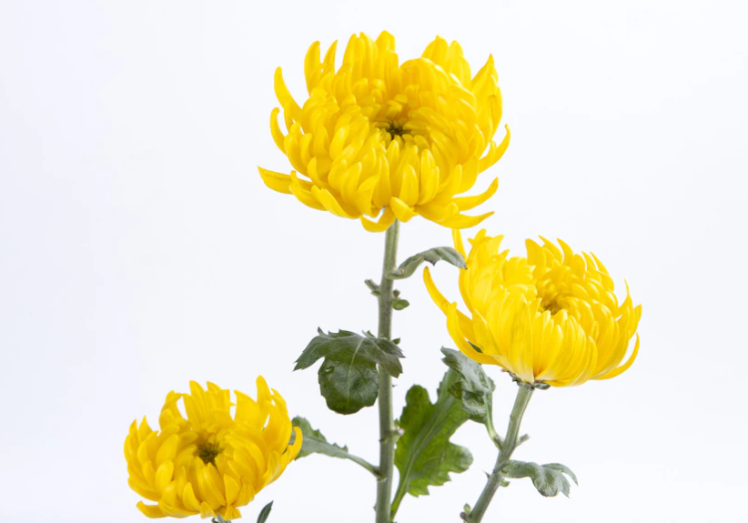 Chrysanthemum