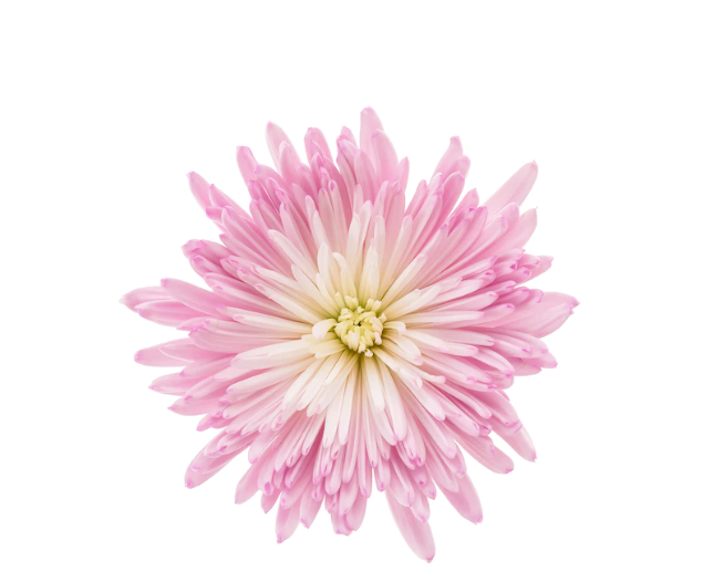 Button (Chrysanthemum)