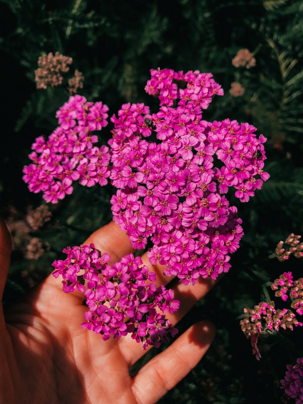 Achillea