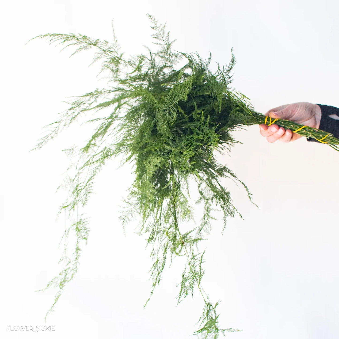 Plumosus Fern