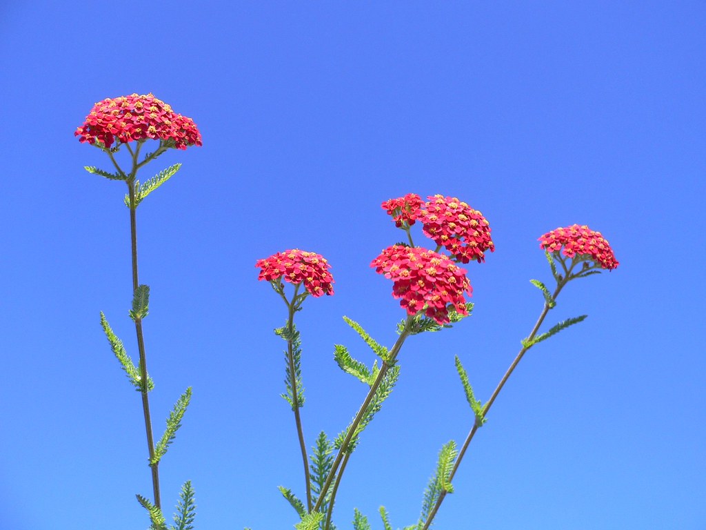 Achillea