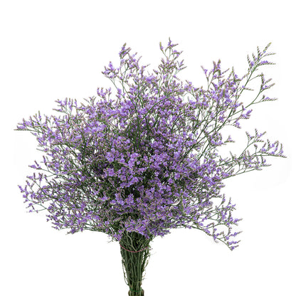 Limonium