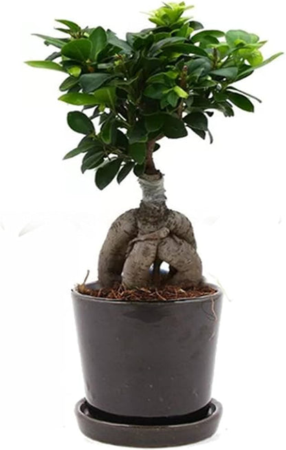 Bonsai tree