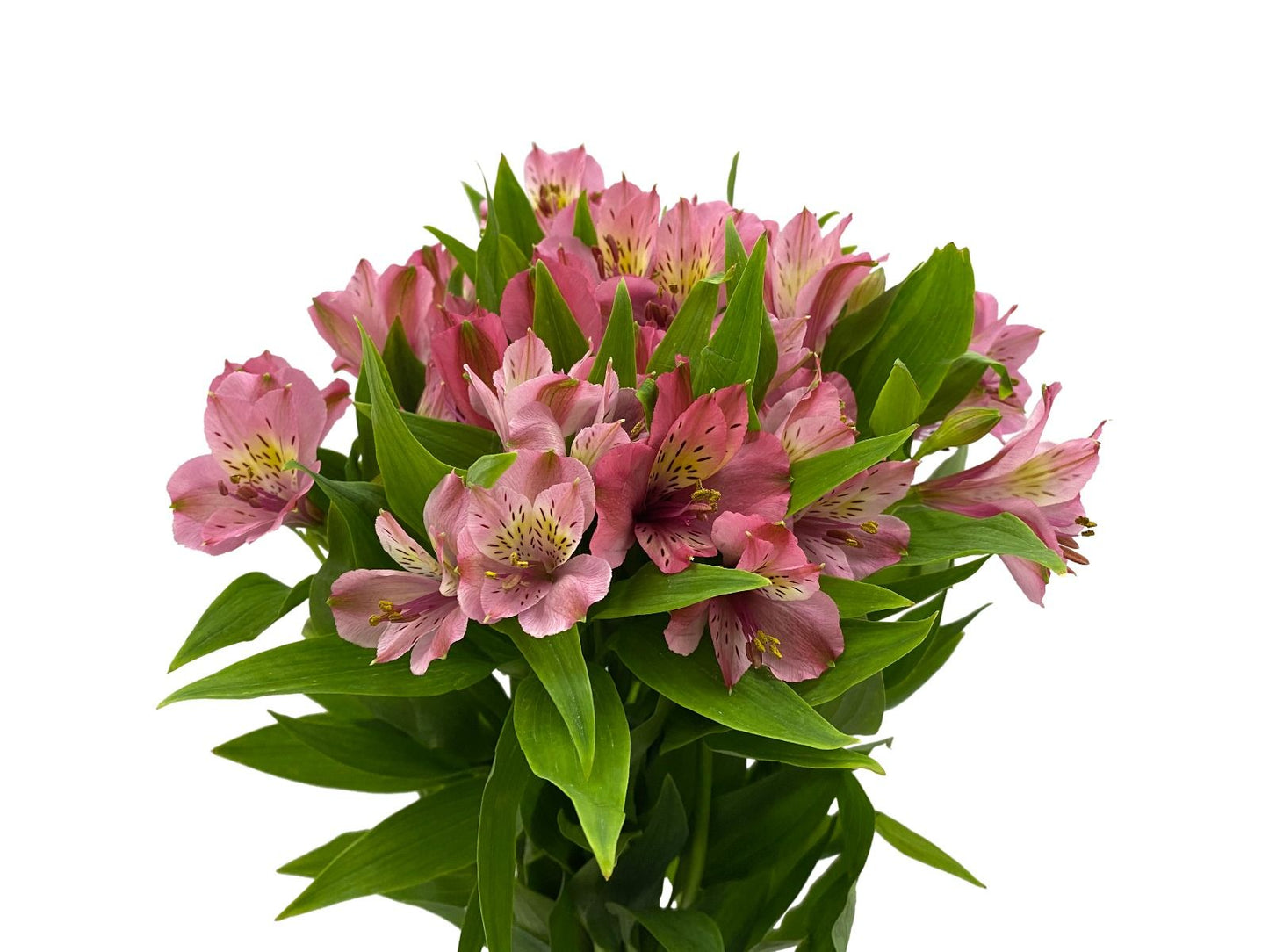 Alstroemeria