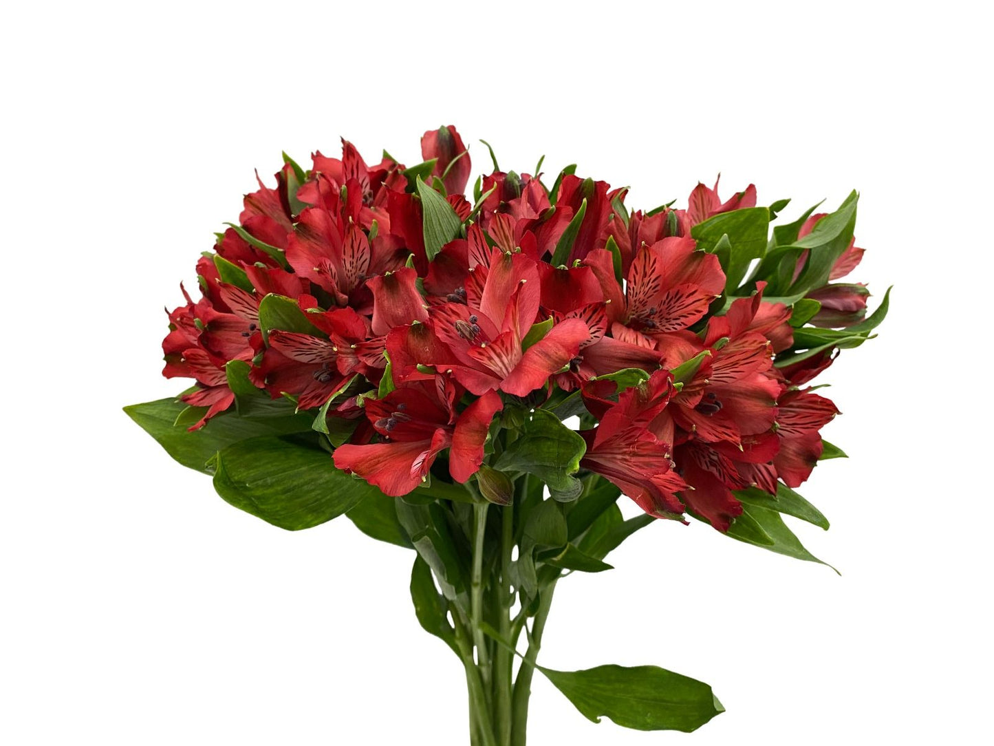 Alstroemeria