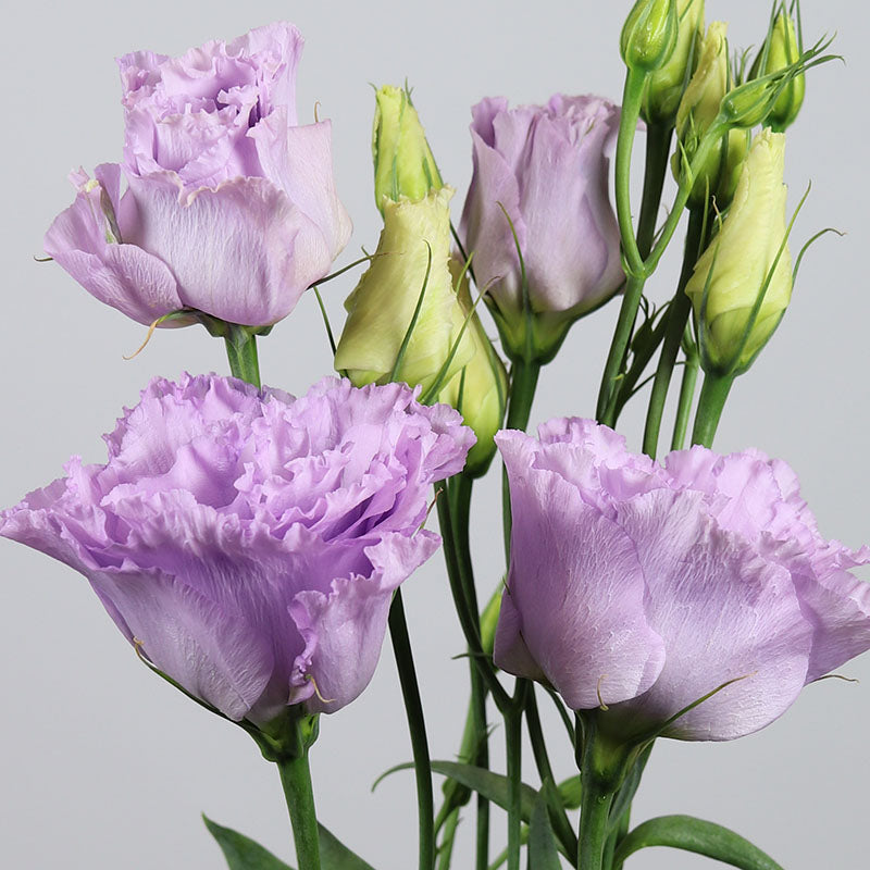 Lisianthus